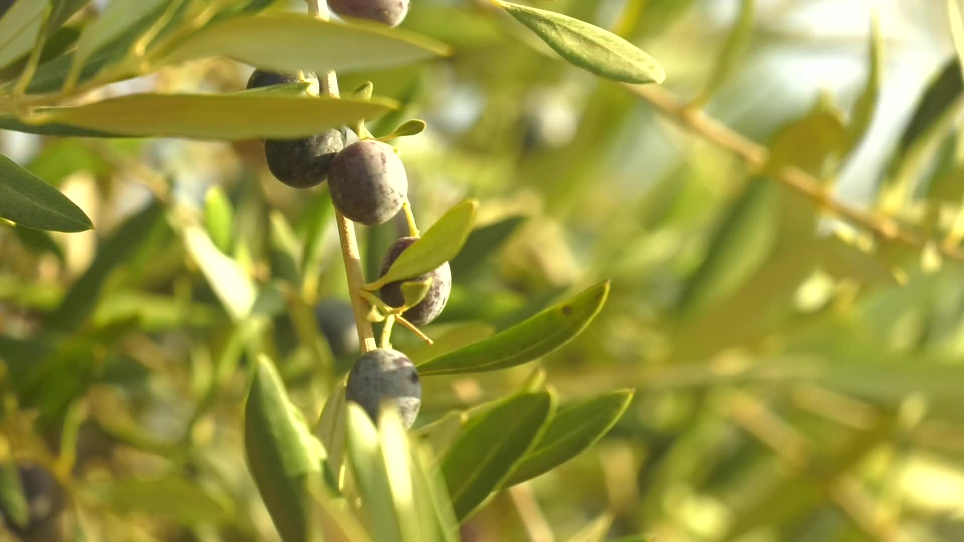 California Bountiful: California Olive Ranch