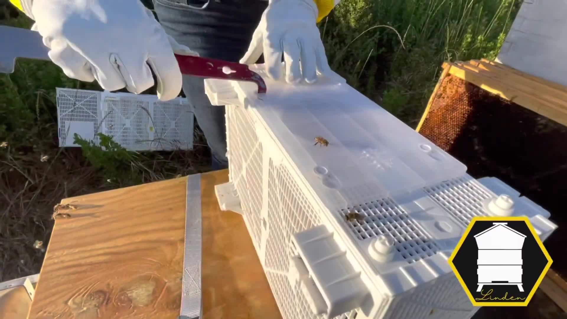 Bee Package Installation Plastic BeeBus from Mann Lake