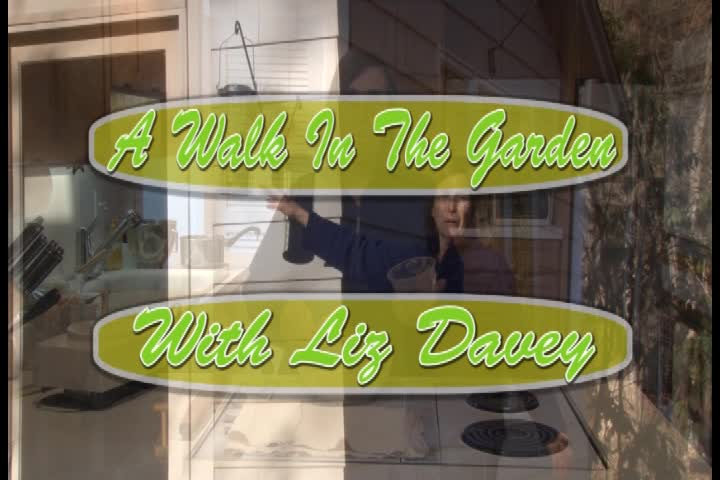 A Walk in the Garden with Liz Davey: "Thanksgiving"