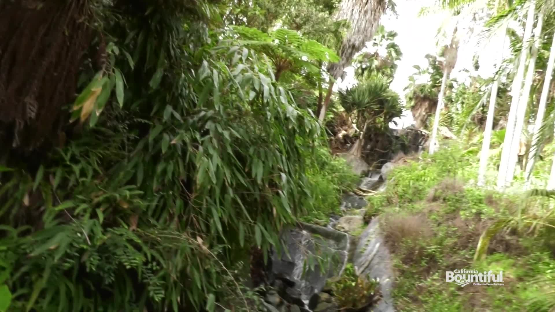 California Bountiful: "San Diego Botanic Garden"