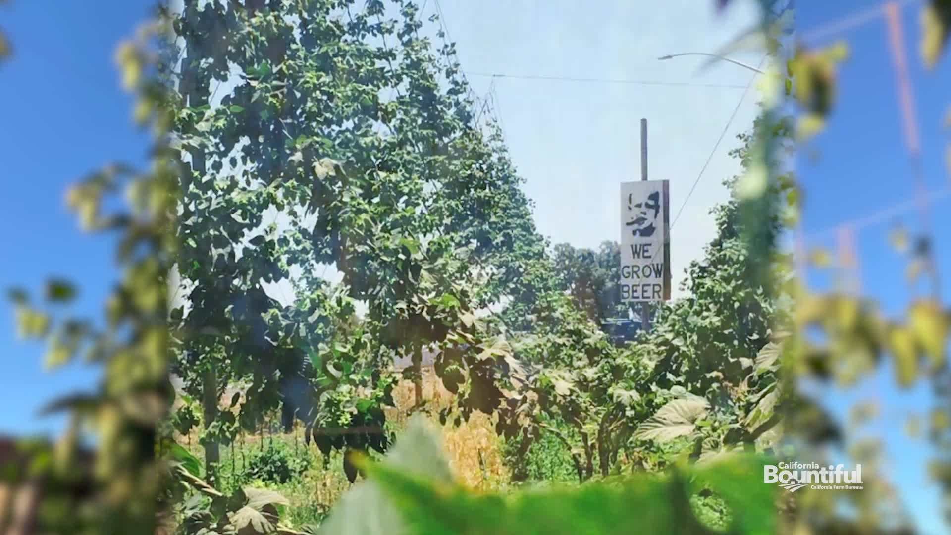 Ruhstaller Farms in Dixon:  Growing Hops