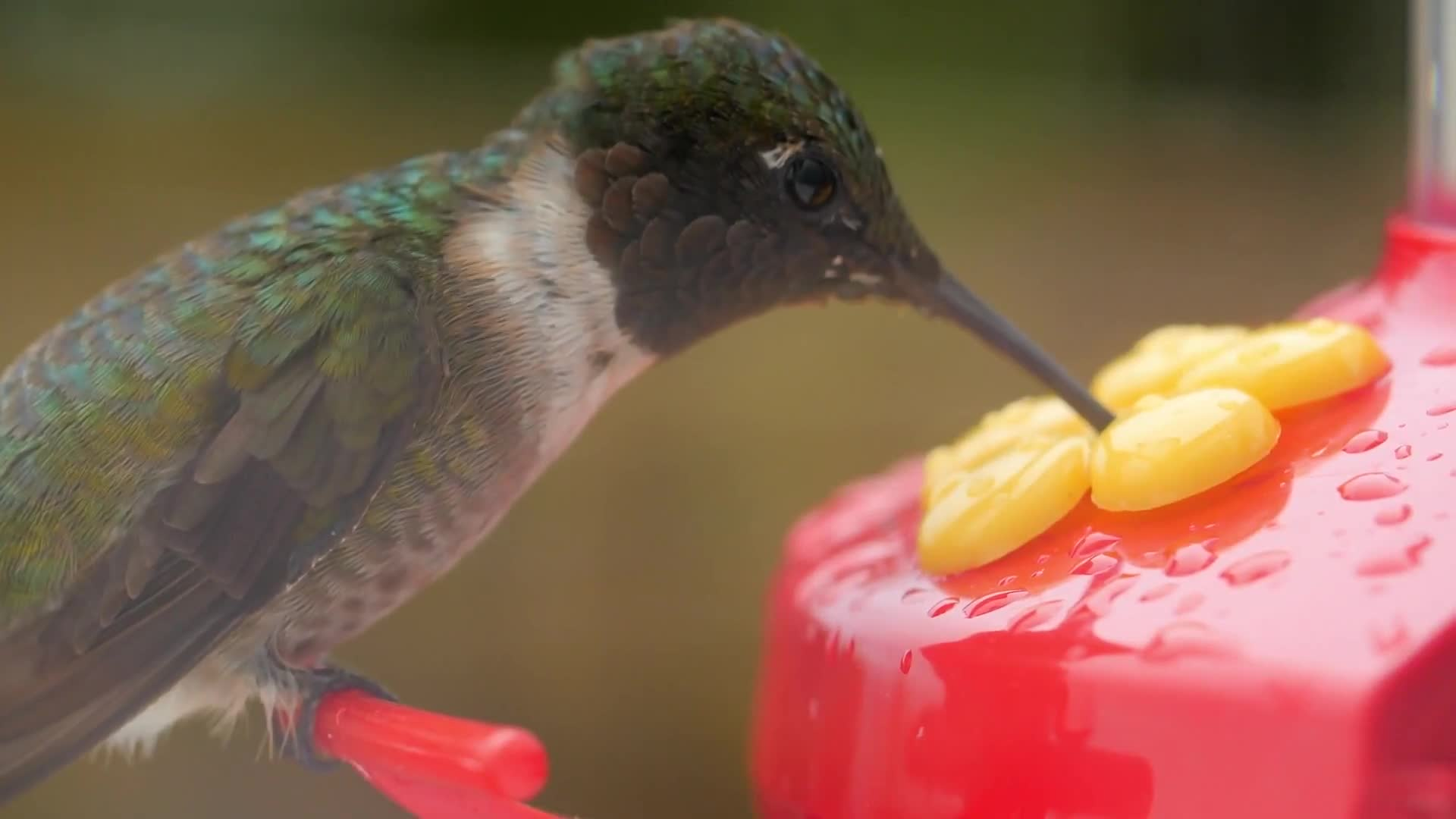 "Attract Hummingbirds with These Flowers!"