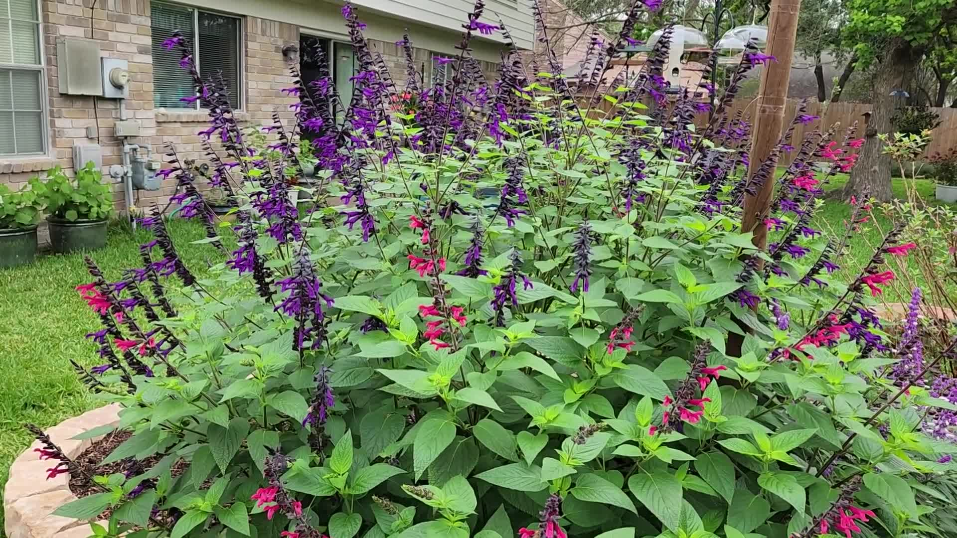 "Salvia: My Go-to Plant!"