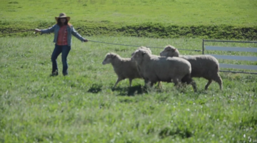 Sheepdogs and Matchbook Winery: "A Bike Ride in Yolo County"