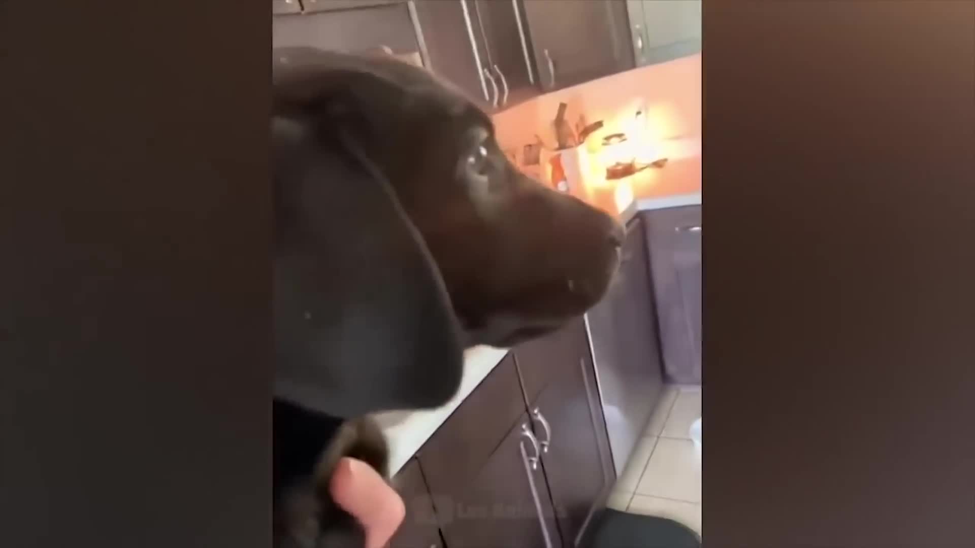 "The Funniest Animals"