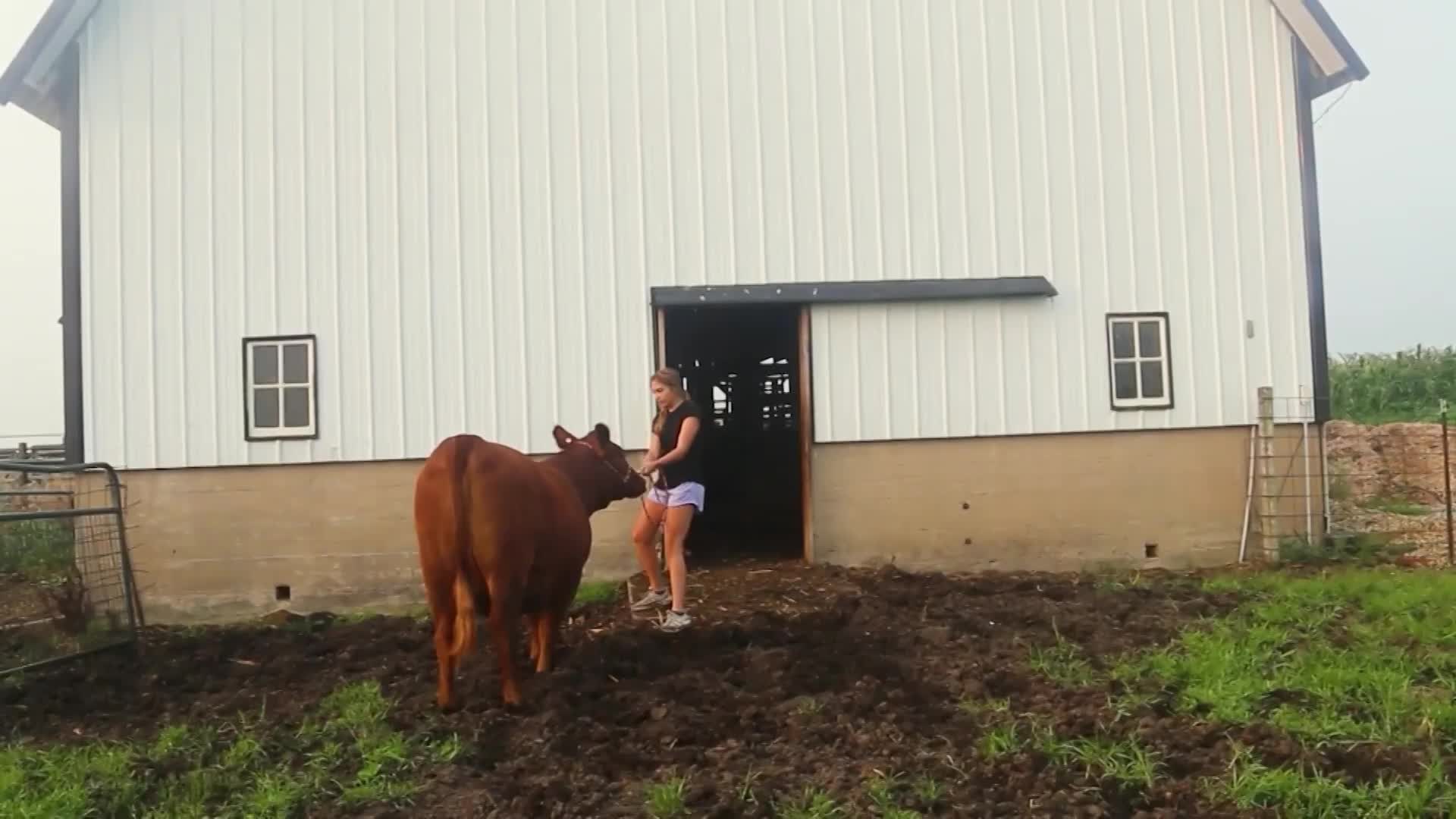 "County Fair"