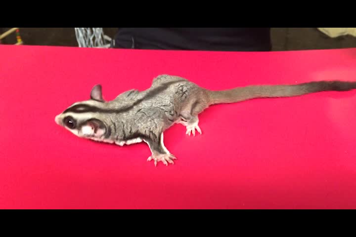 Caroline's Critter Corner: "Sugar Gliders: Nightshade & Fury"