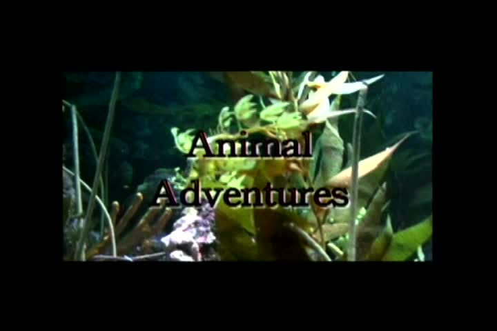 Animal Adventures