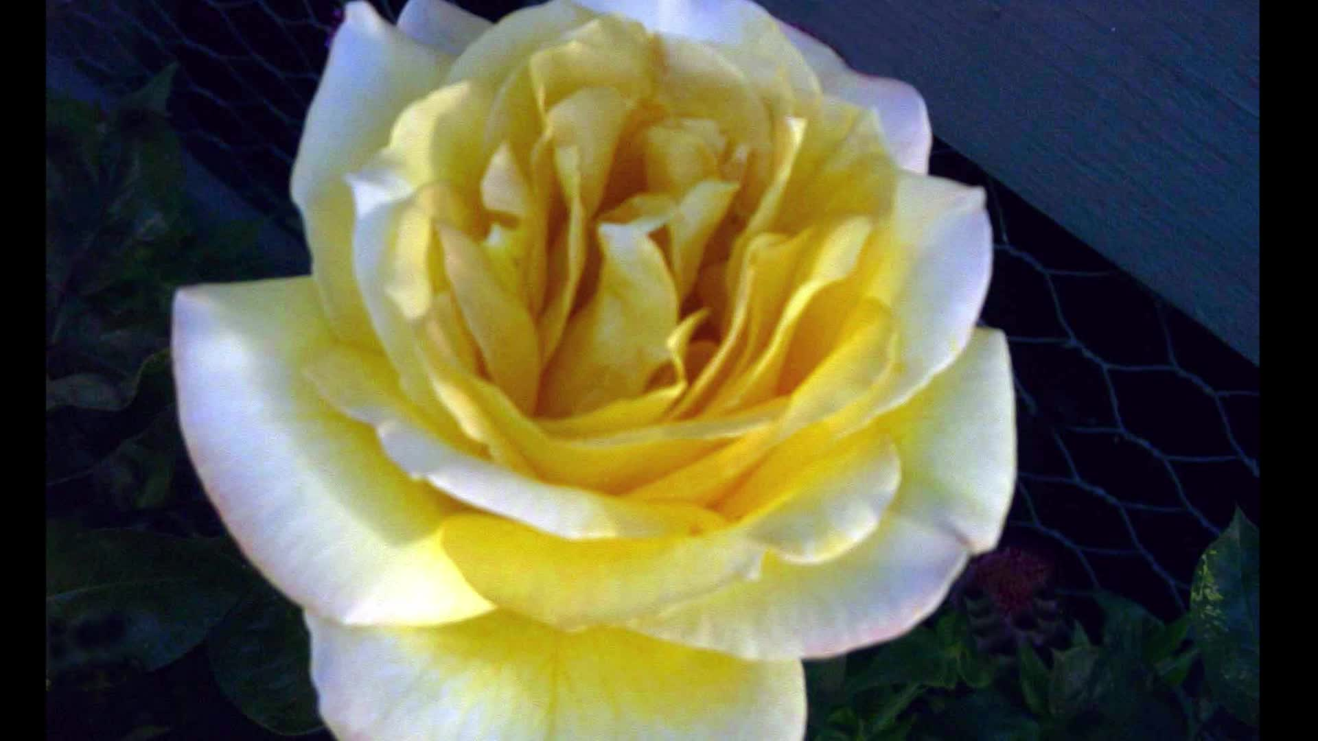 Woodland Library Rose Club Tour (2003)