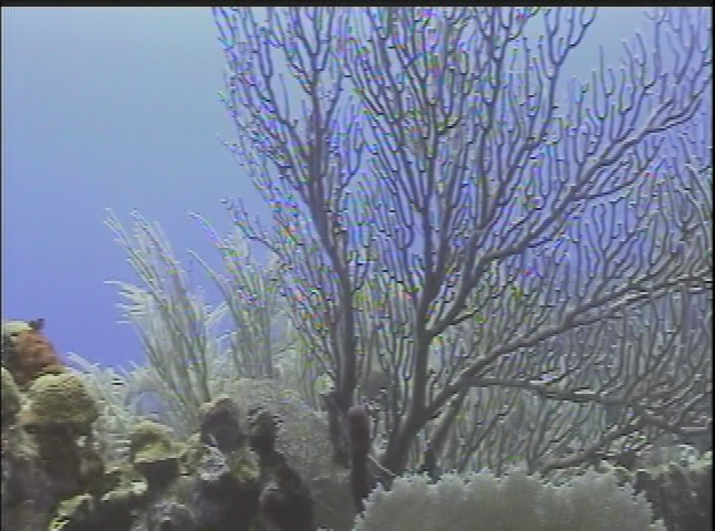 Mike Davis Family: Scuba Diving