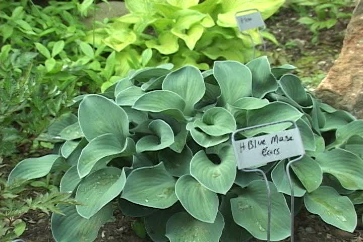 Garden Thyme