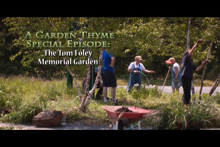 Garden Thyme