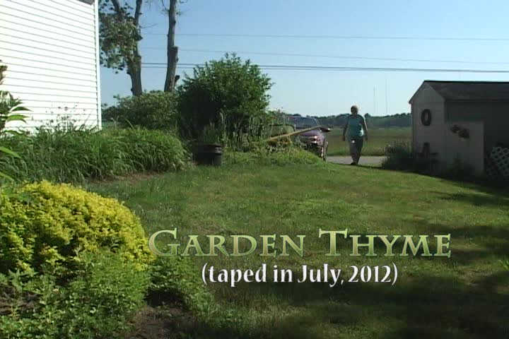 Garden Thyme