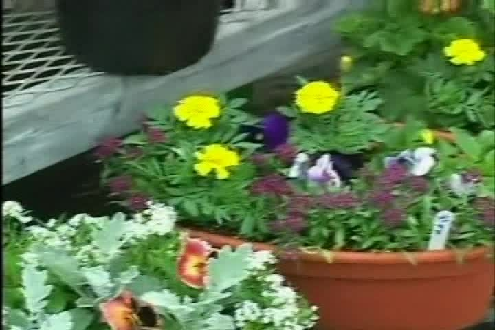 Garden Thyme: Limerick Garden