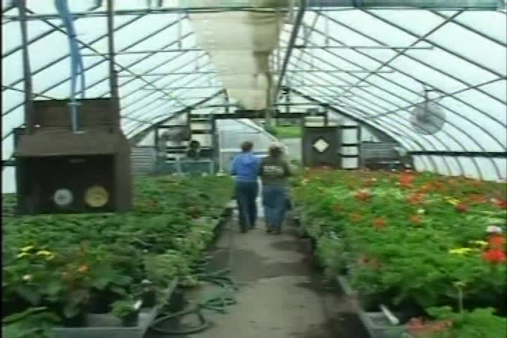 Garden Thyme: Low Maintenance Garden