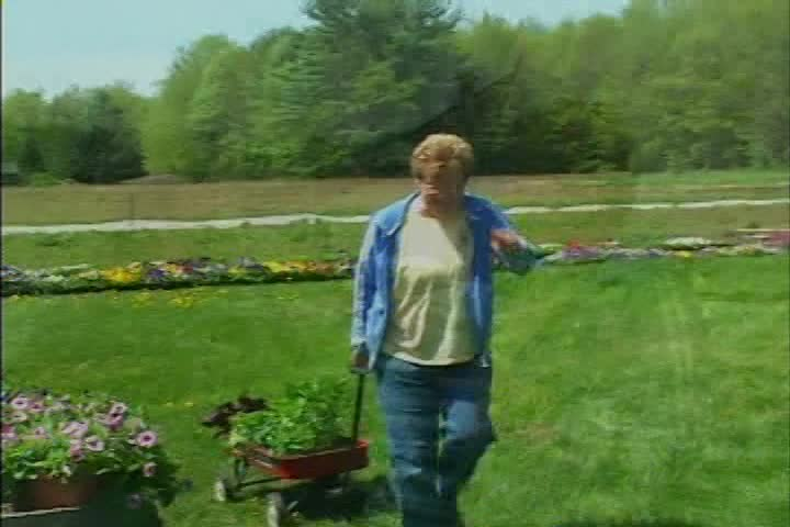 Garden Thyme: Day Lilies