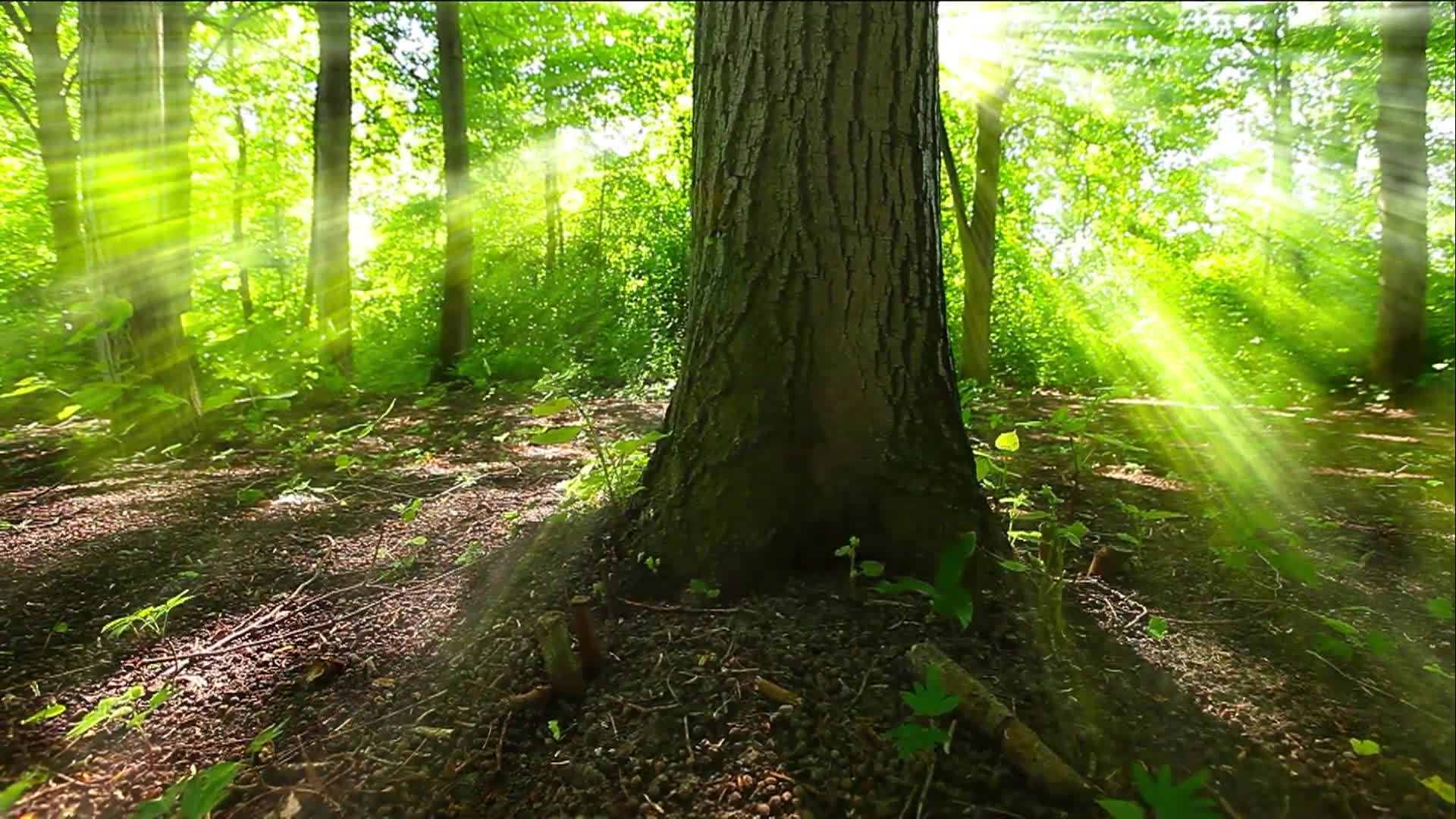 Summer Solstice (2024)