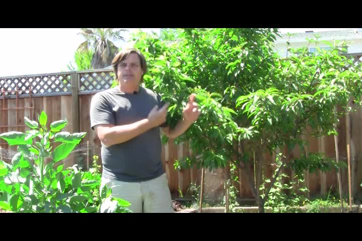 The Naked Garden