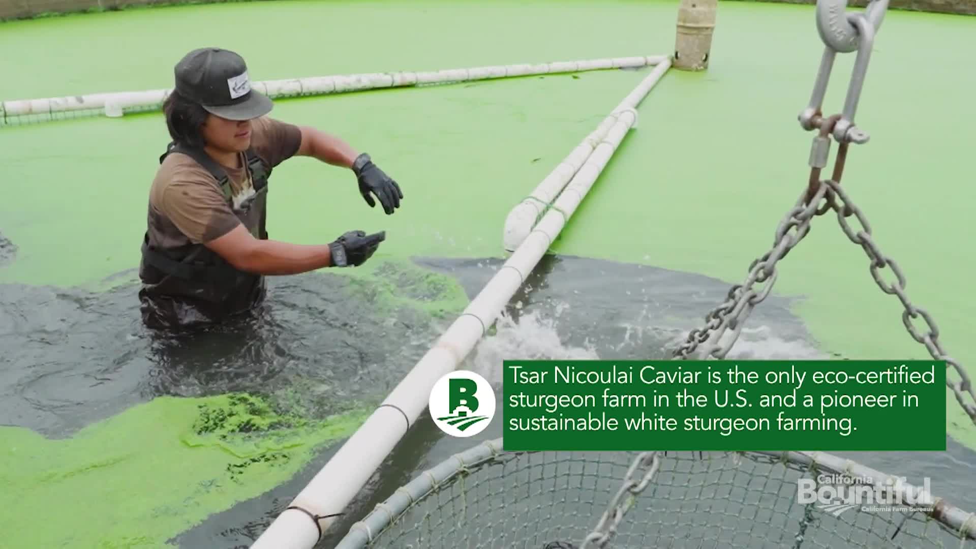 California Bountiful