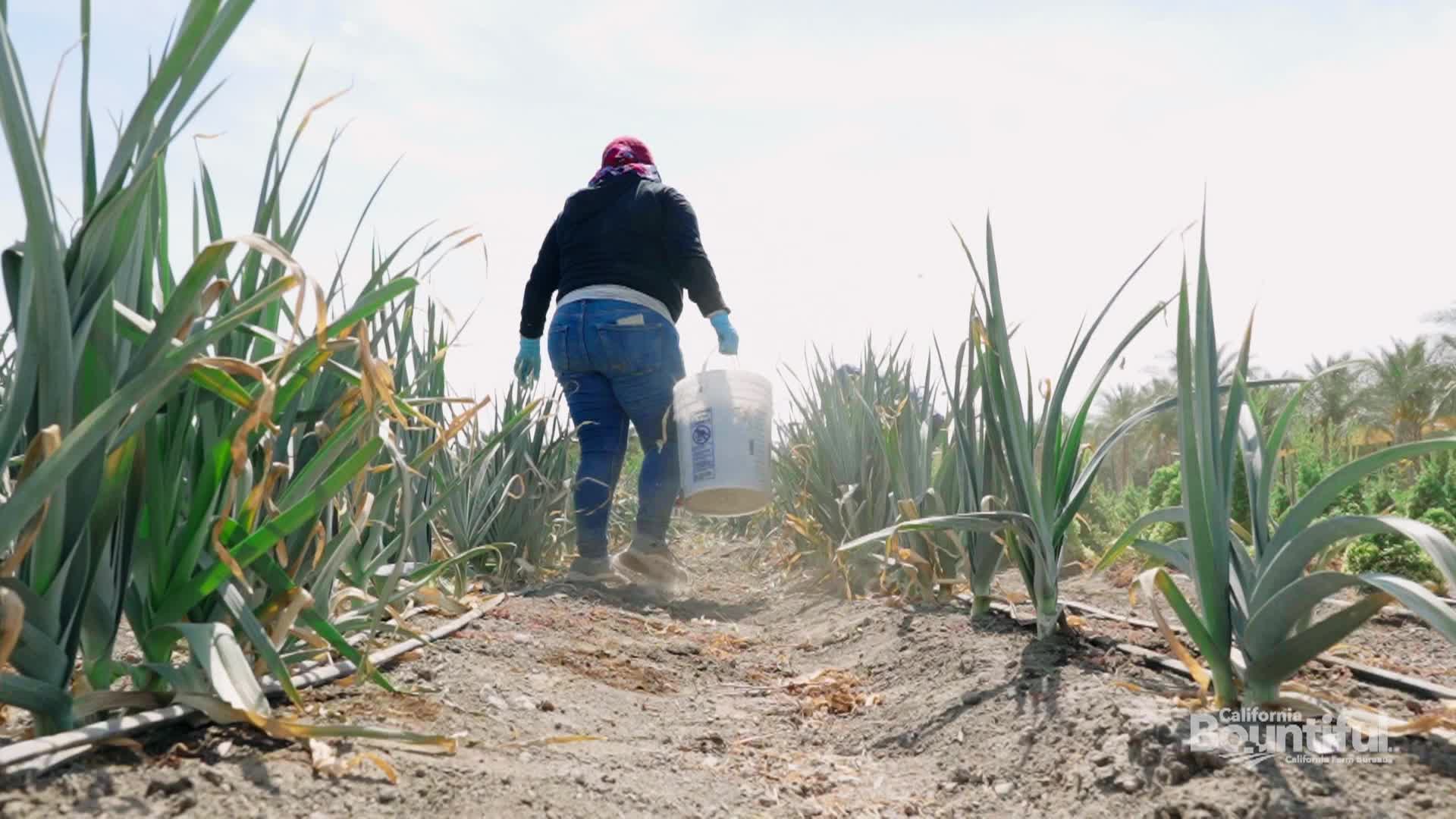 California Bountiful