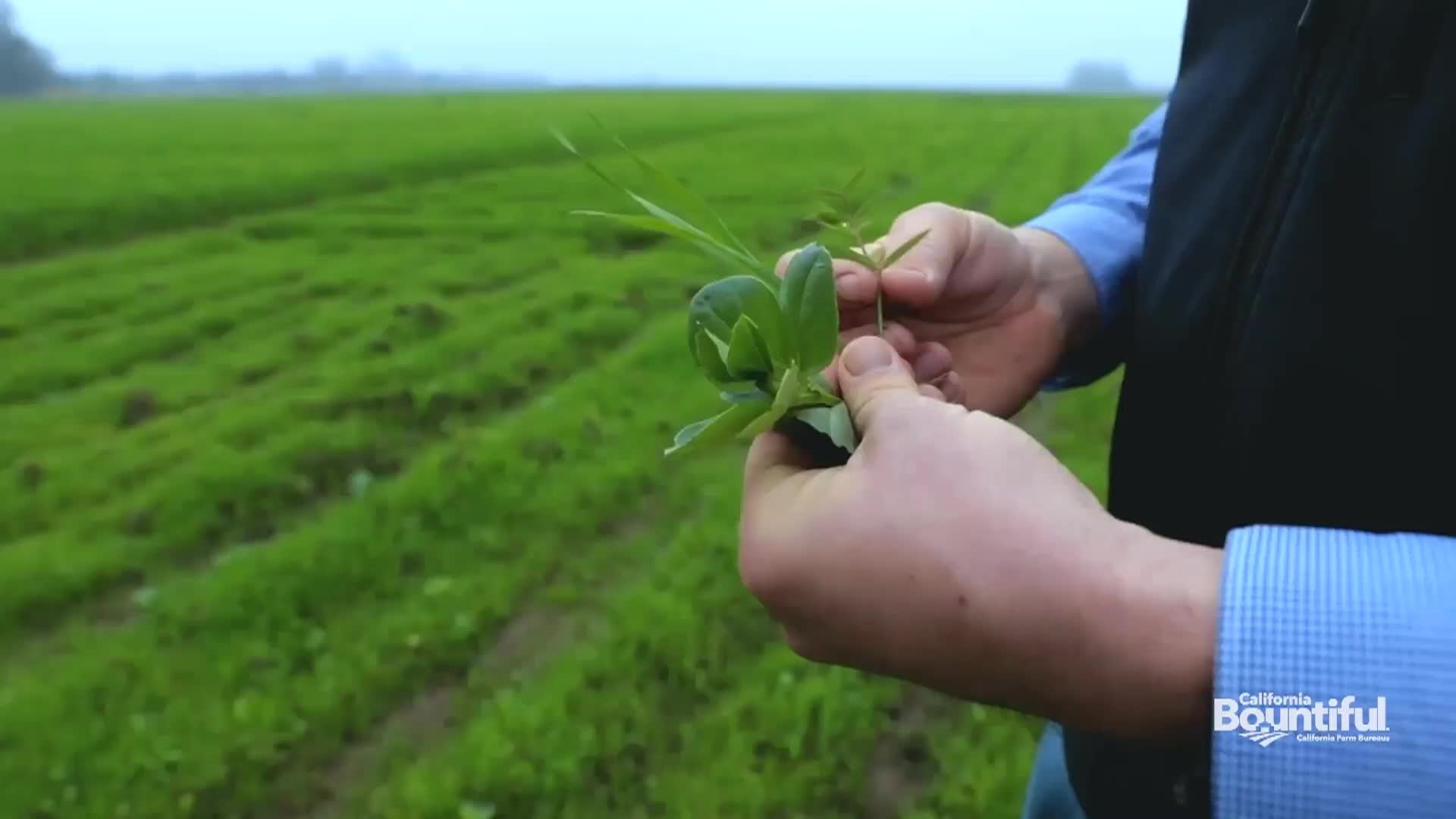 California Bountiful