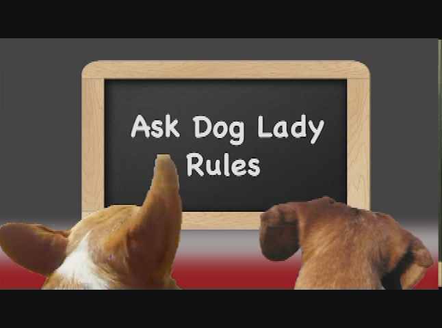 Ask Dog Lady: Vacationing