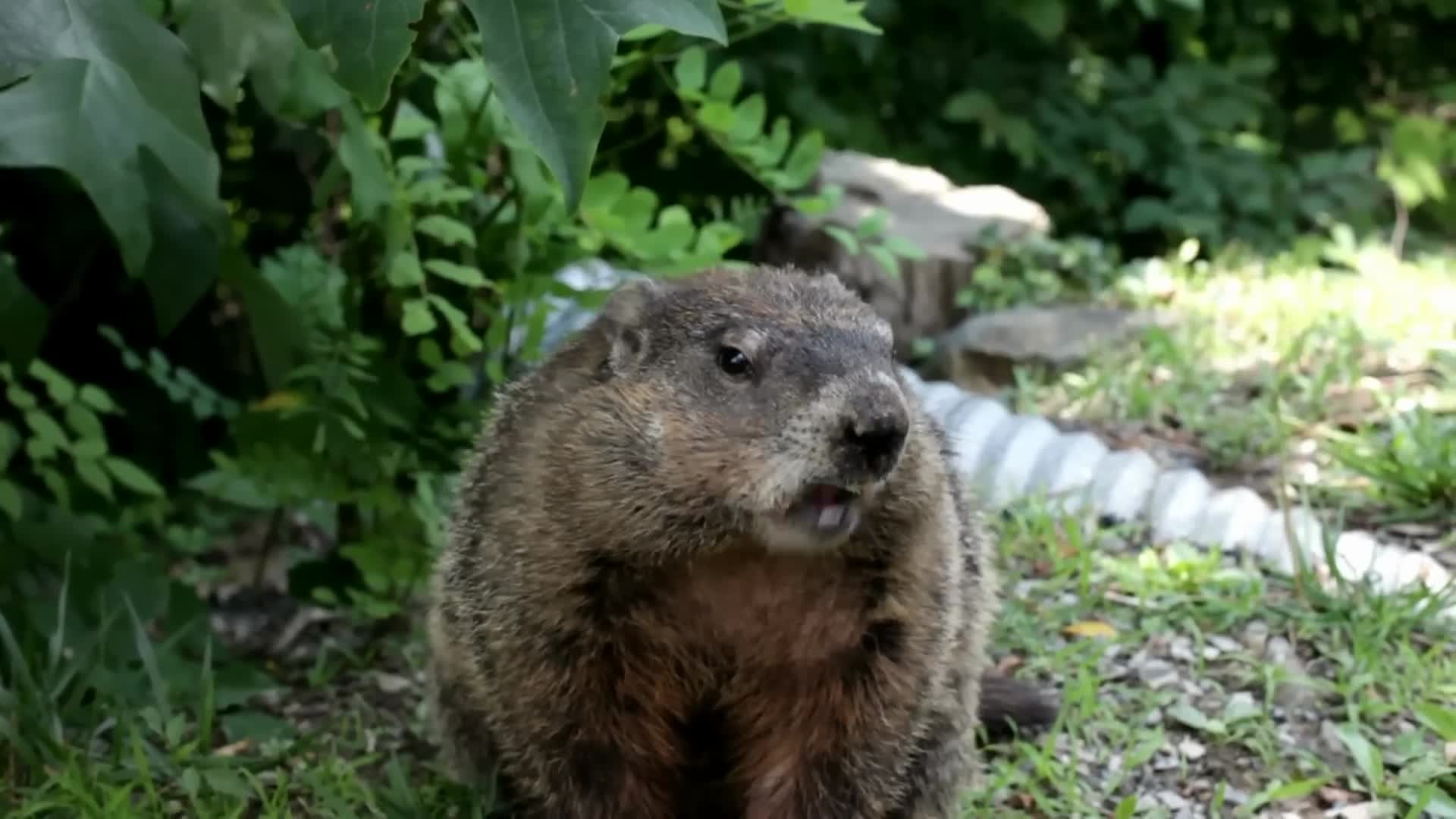 "Groundhog Day for Kids: History and Traditions"