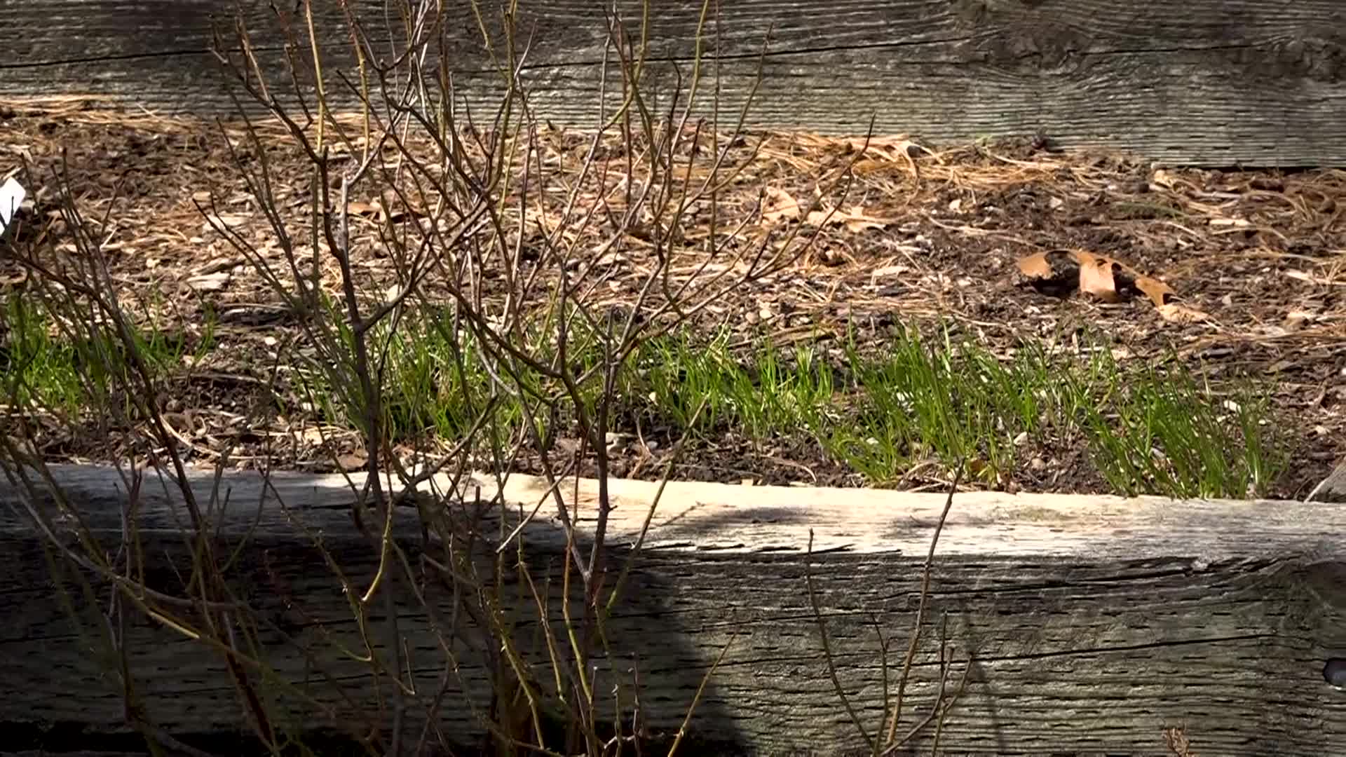 A Walk in the Garden with Liz Davey