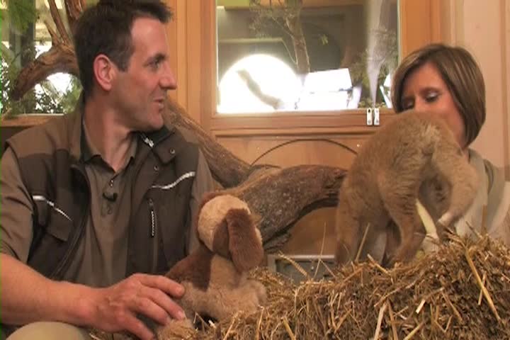 Helping Animals, Saving Lives: "Fabio the Fox Kit"