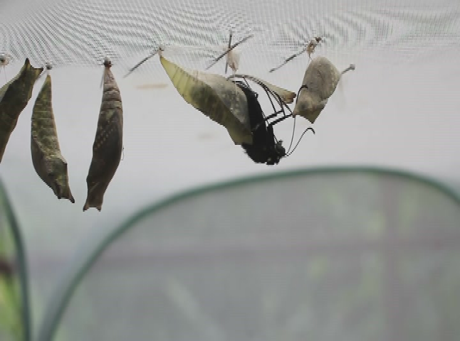 Smarter Every Day: "Butterfly Farming Is Amazing"