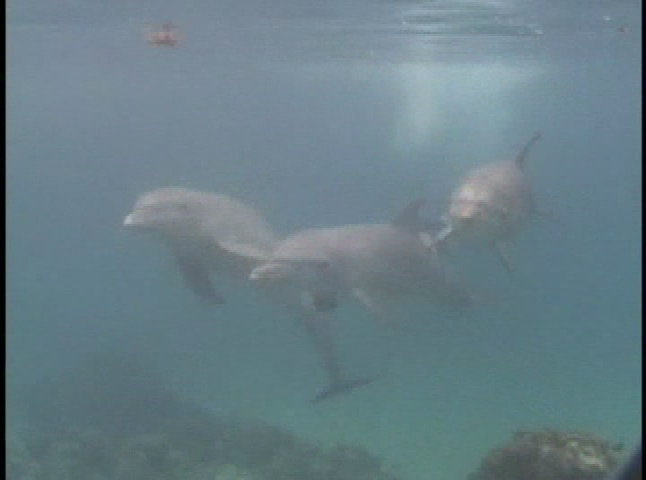 Future Talk: Talking with Dolphins