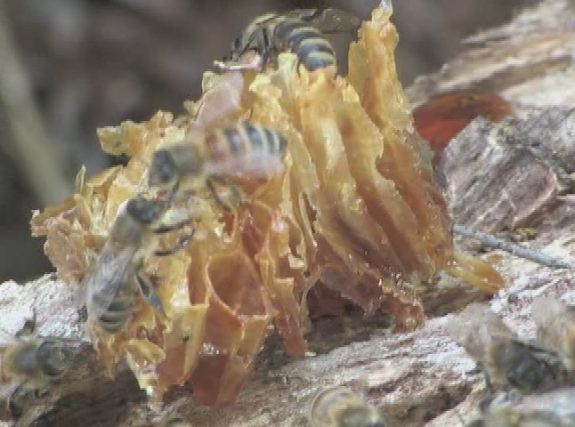 Learning About Beekeeping with Bob Matheny